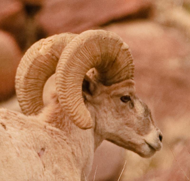 Desert Bighorn Sheep-5978 - UNTITLED ©2010 Dan Stevenson